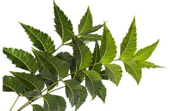 Neem Leaves
