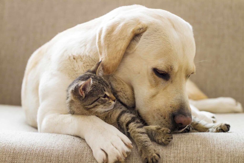 Pet Photography