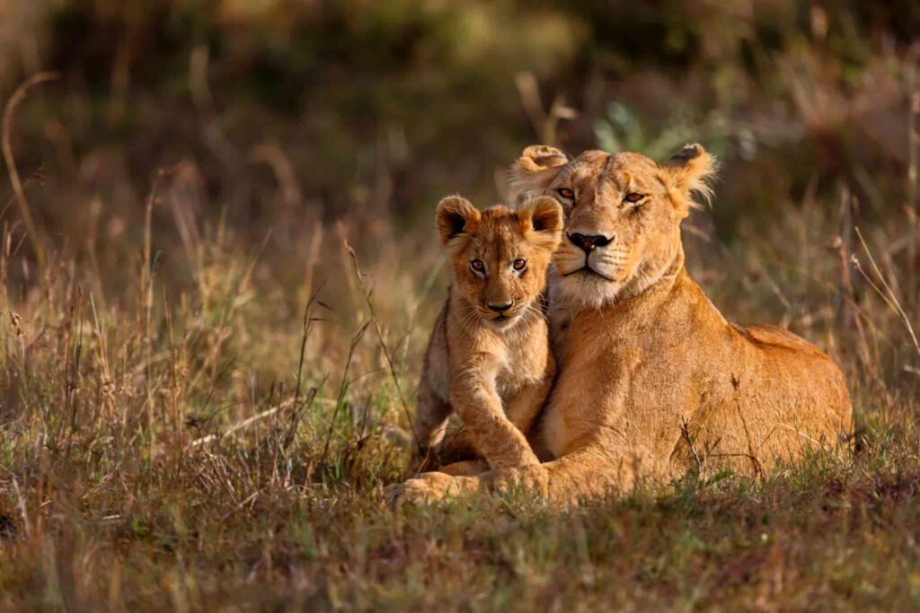 Wildlife Photography