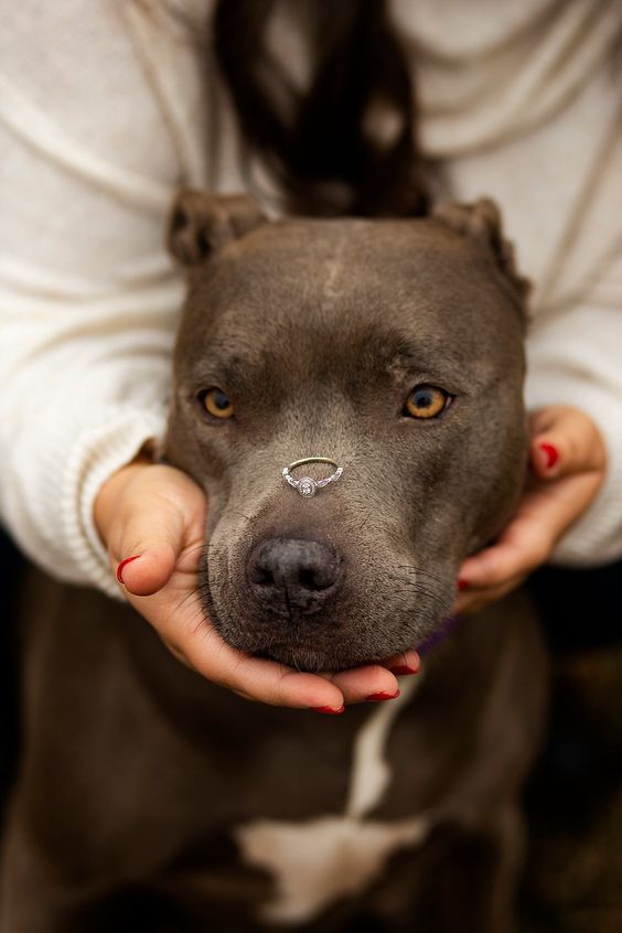 15. Let Your Pet Join The Special Moment 15. Let Your Pet Join The Special MomentÂ