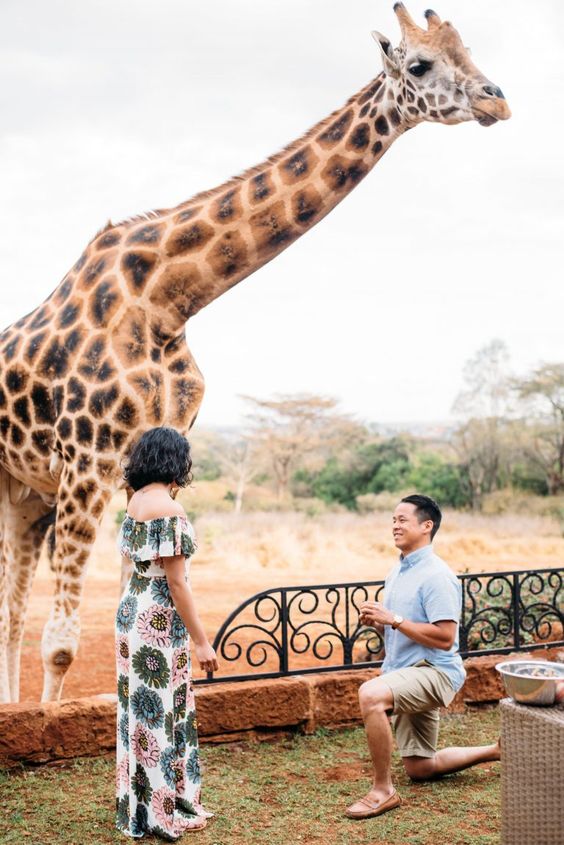 26. Safari Proposal 26. Safari ProposalÂ