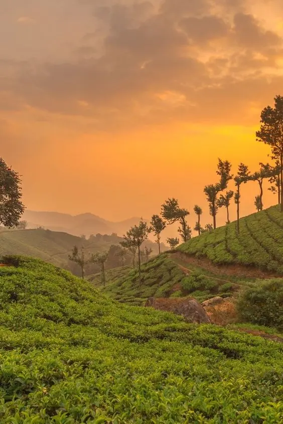 Munnar - Valentine's Day Escapes